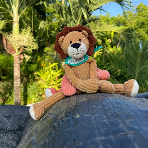 celos-computer-kenia_3